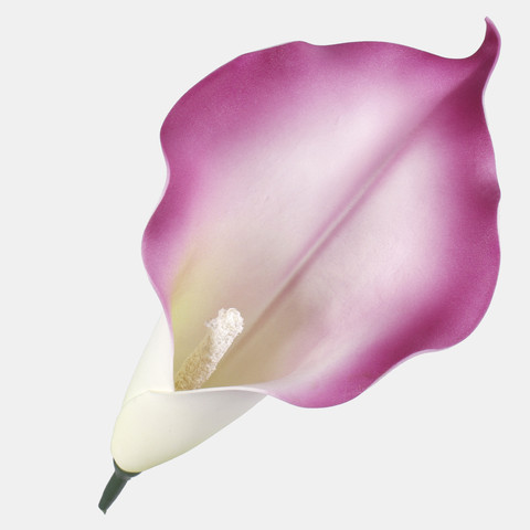 Calla, Purple/Green W713-06