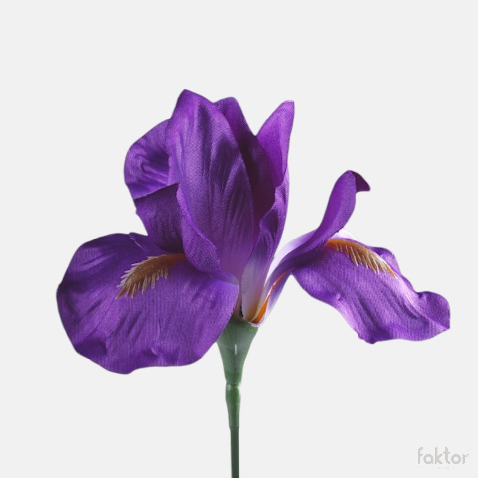 Iris, Violet G142-01
