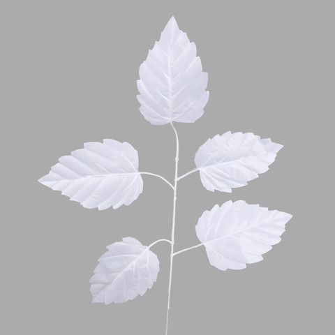 Elm, White F244-03
