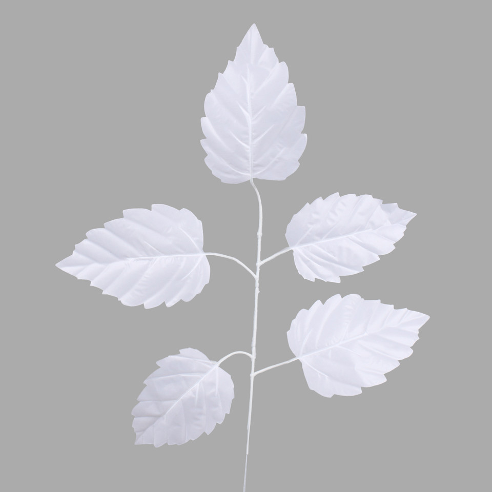 Elm, White F244-03