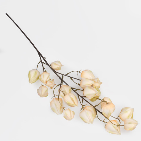 Chinese Lantern, Peach L876-01