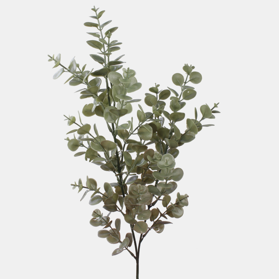 Eucalyptus, Frosty Green F249-04