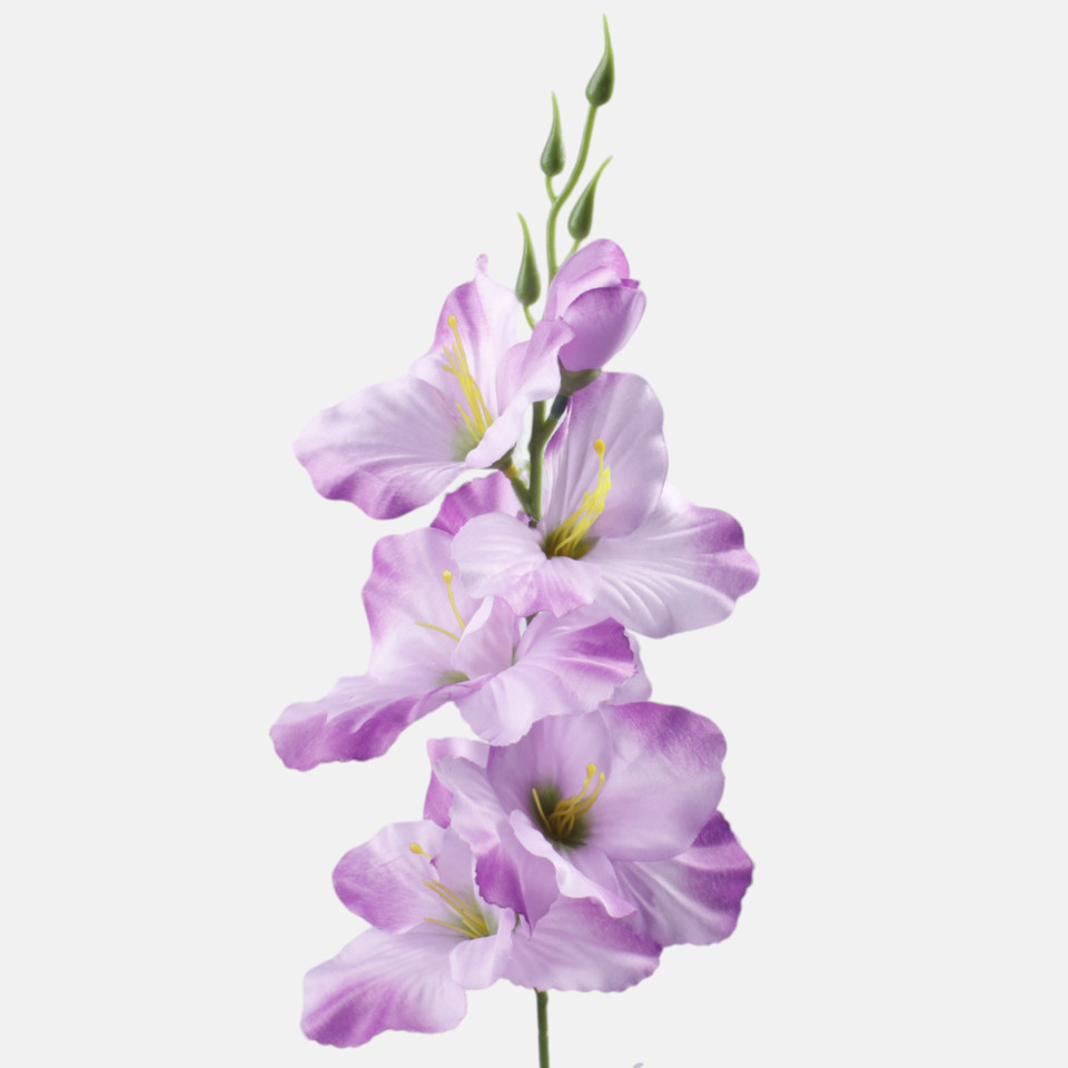 Satin gladiolus, T.T. Lilac G190K-39
