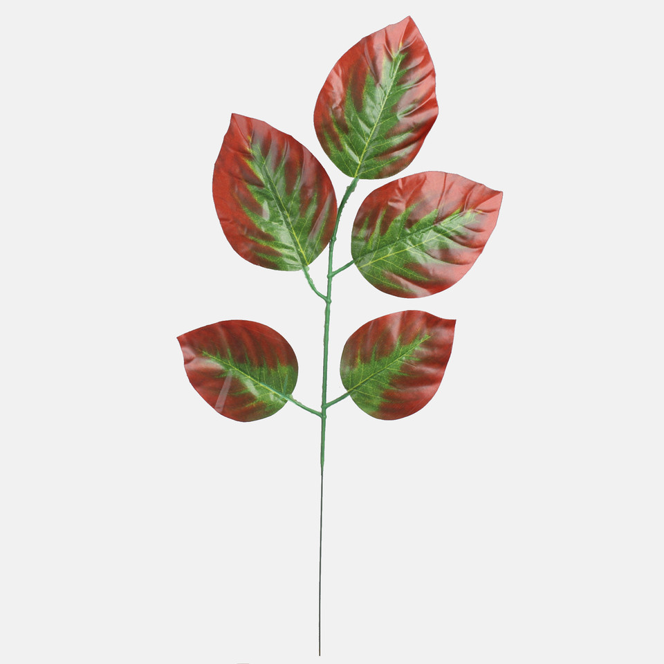 Apple, Green/Brown Edge F209-01