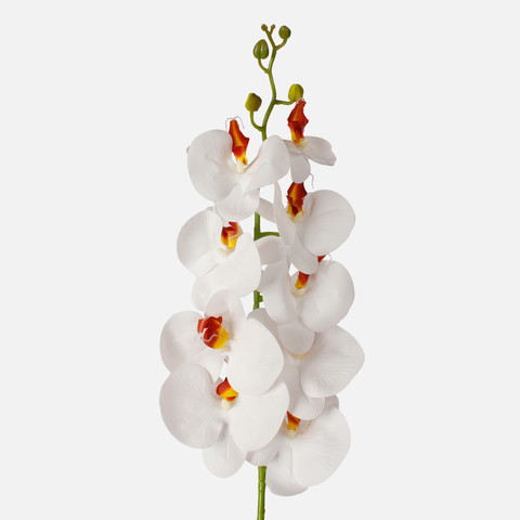 Orchid, Cream L768L-03
