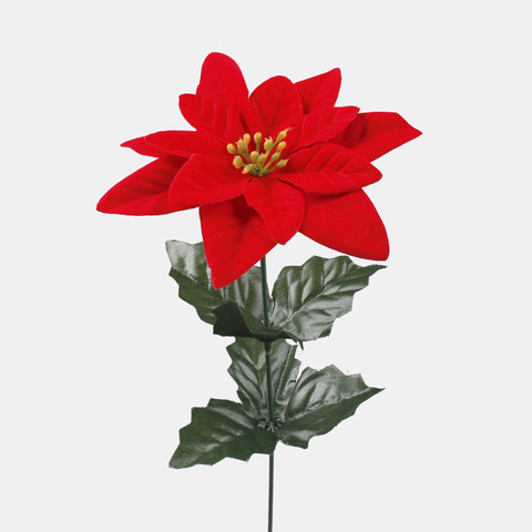Poinsettia G457S