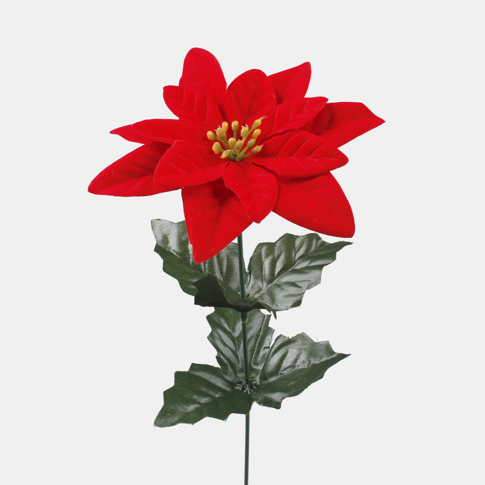 Poinsettia, Red G457S-01