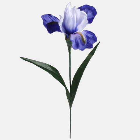 Iris, Blue G142-02