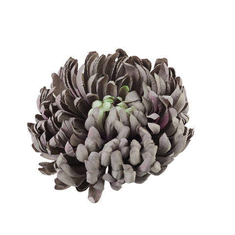 Chrysanthemum, #32 D01-32