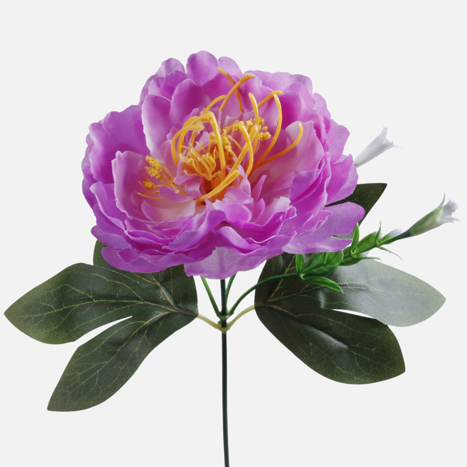 Peonia, Violet G437-04
