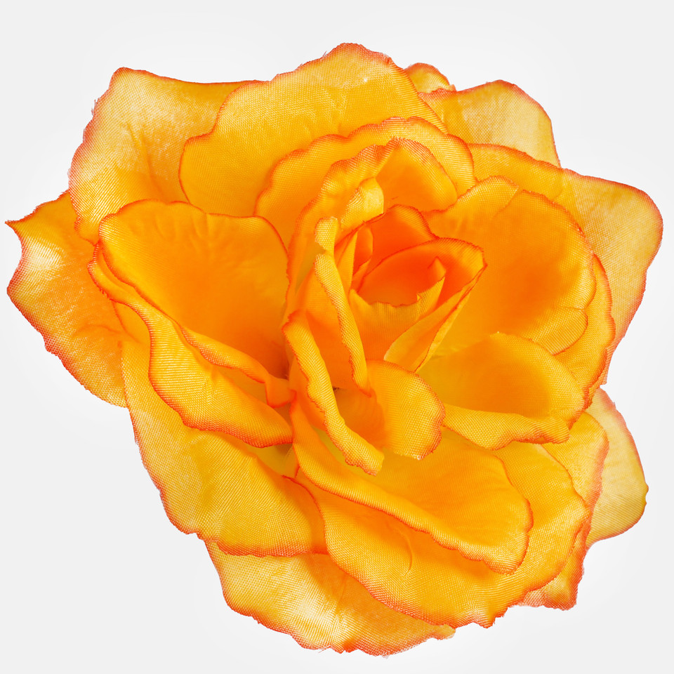 Róża francuska, Orange/Dk. Edge W087-57