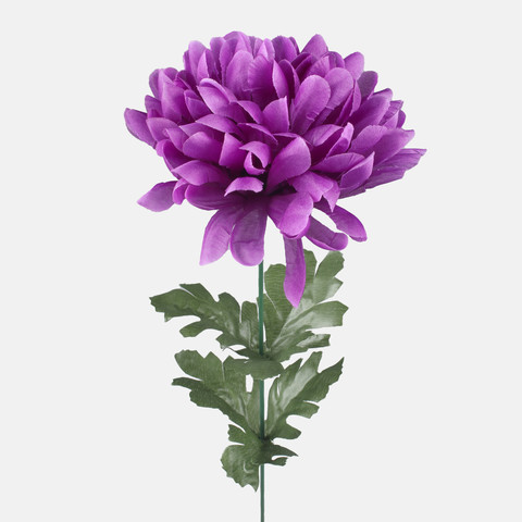 Chrysanthemum, Lilac G429-06