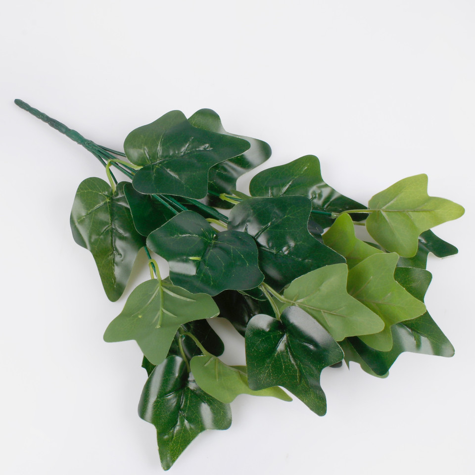 Hedera, Green Z093