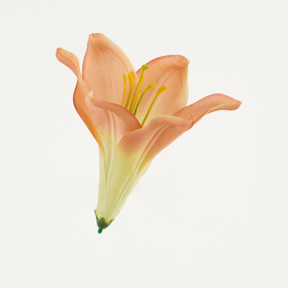 Lilia – główka satyna, coral B276-018