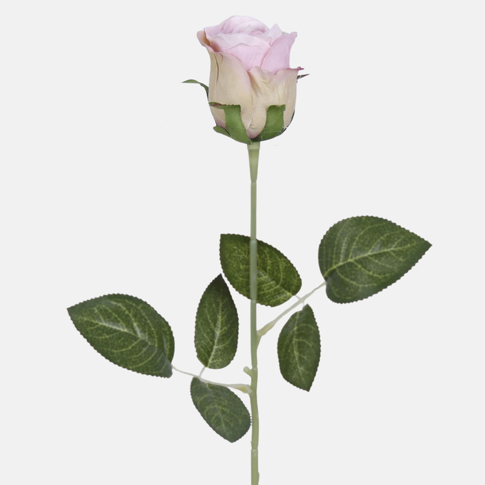 Rose, Mauve K647-03