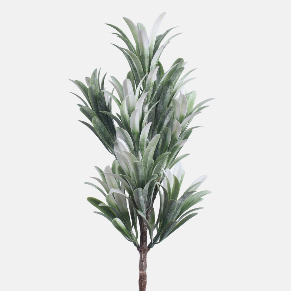 Dracaena mini, Green/White A603-01