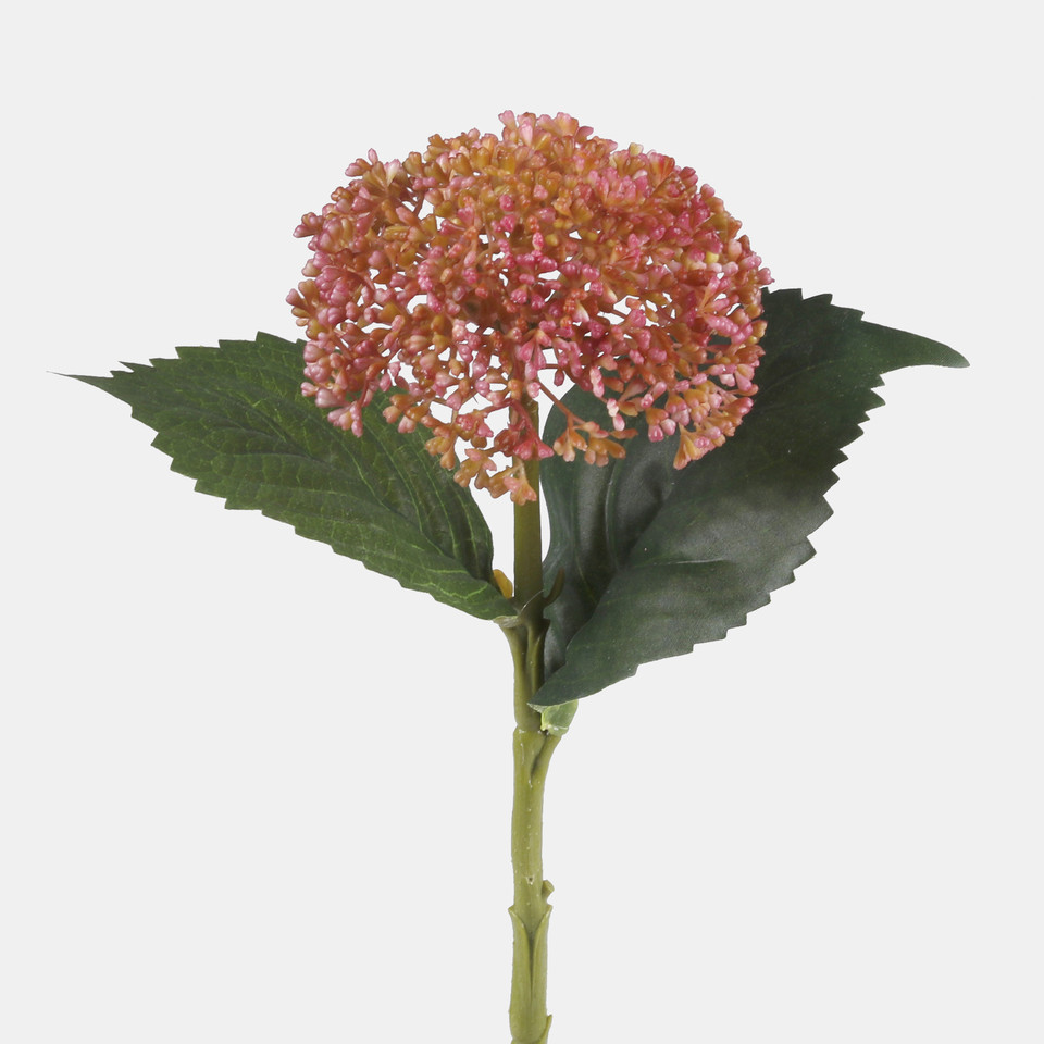 Hydrangea, Pink G459-03