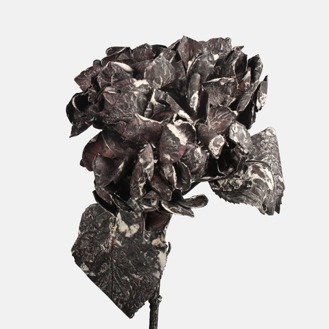 Hydrangea, Brown G462-03