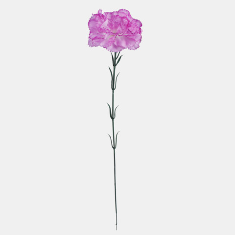 Carnation, White /Lilac Edge G392-04
