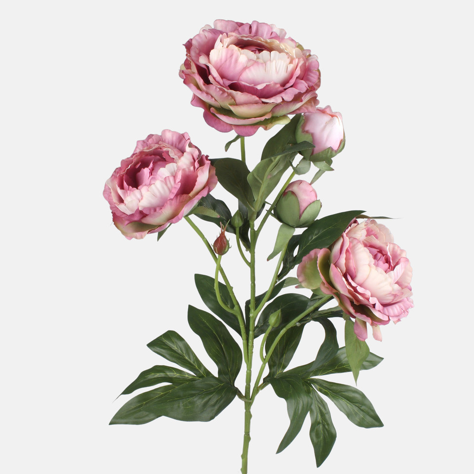 Peony, Autumn T.T. Pink L871-03