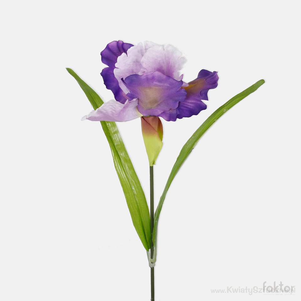 Iris, T.T. Violet G425-04