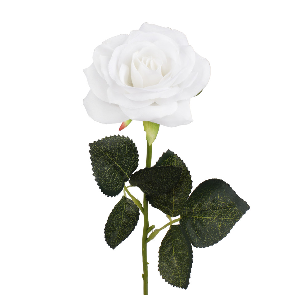 Rose, Cream G397-01