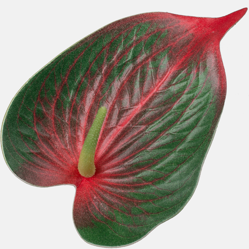 Anthurium, Green/Red W445-10