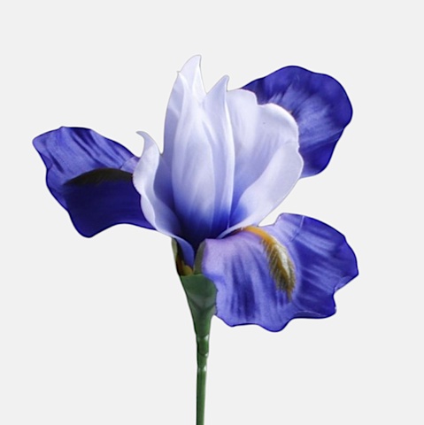 Iris, Blue G142-02