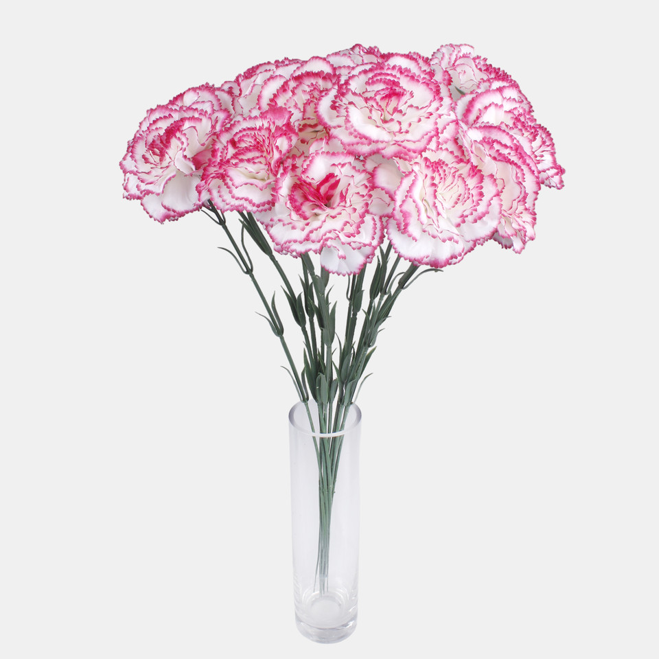 Carnation, Cream/Dk. Pink Edge G392-05