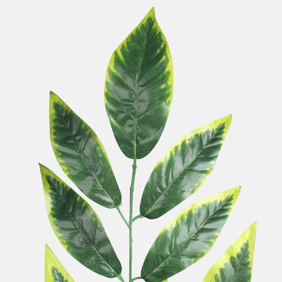 Mango, Green/Lt. Green Edge F242-01