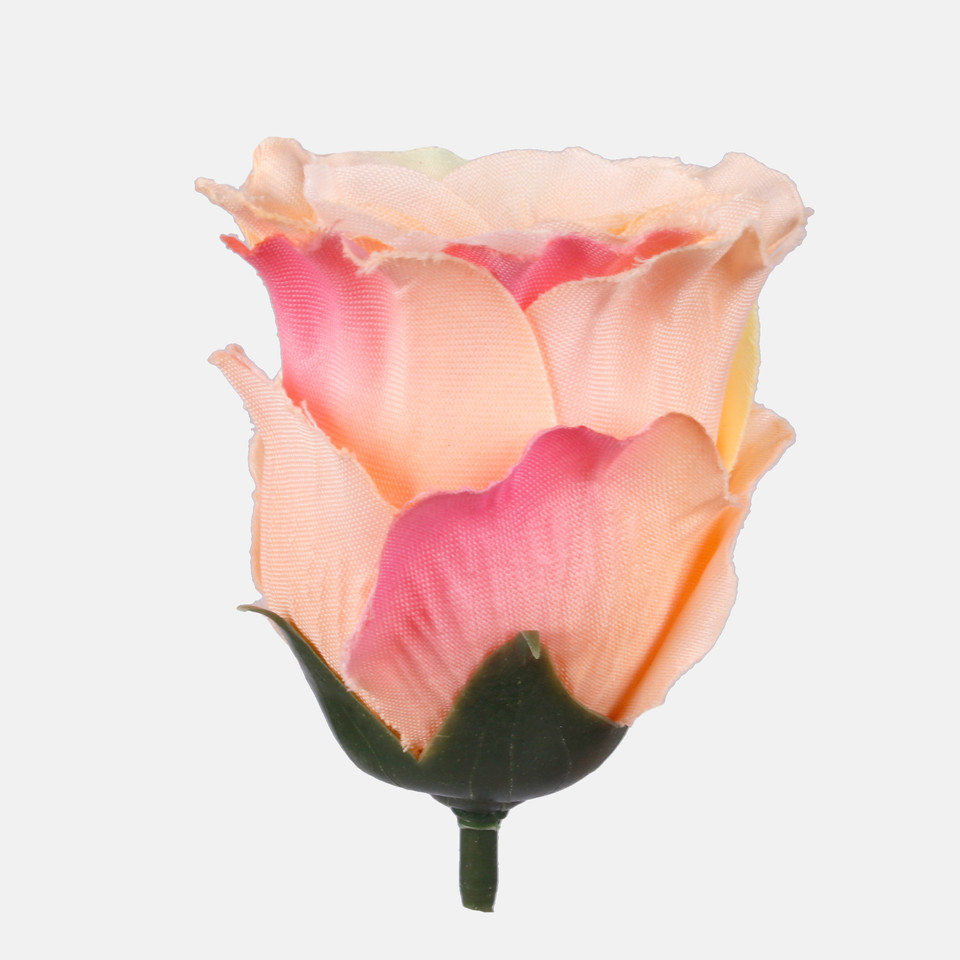 Róża w pąku, Peach/Pink Edge W681-13