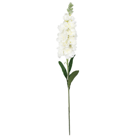 Delphinium, Cream L019-03