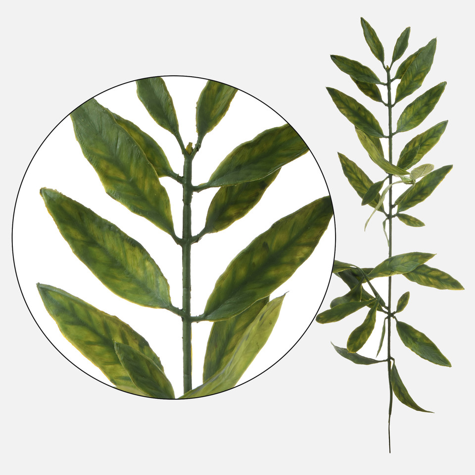 Laur, Green L690-00