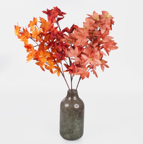 Japanese maple, T.T. Orange F248-01