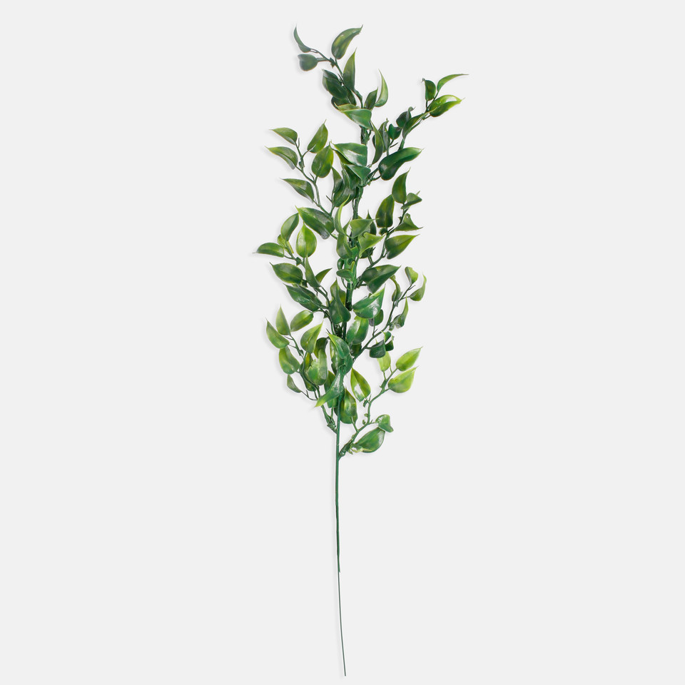 Ruscus, Green A282