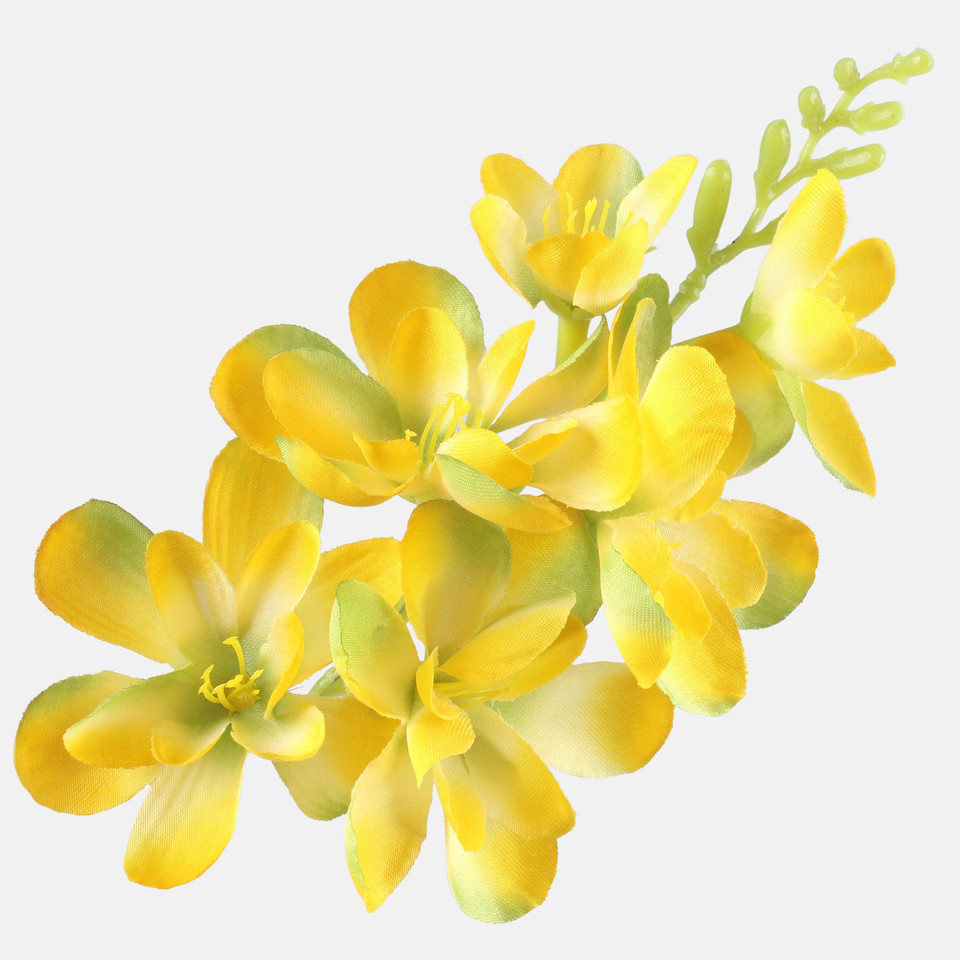 Frezja satynowa, Yellow/Green W677-03