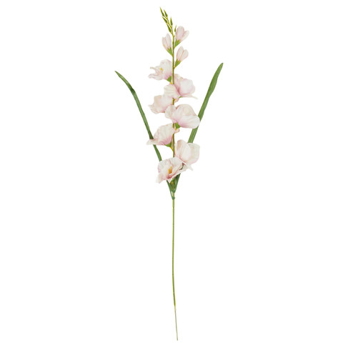 Gladiolus - twig, 18 cream pink AL184-17