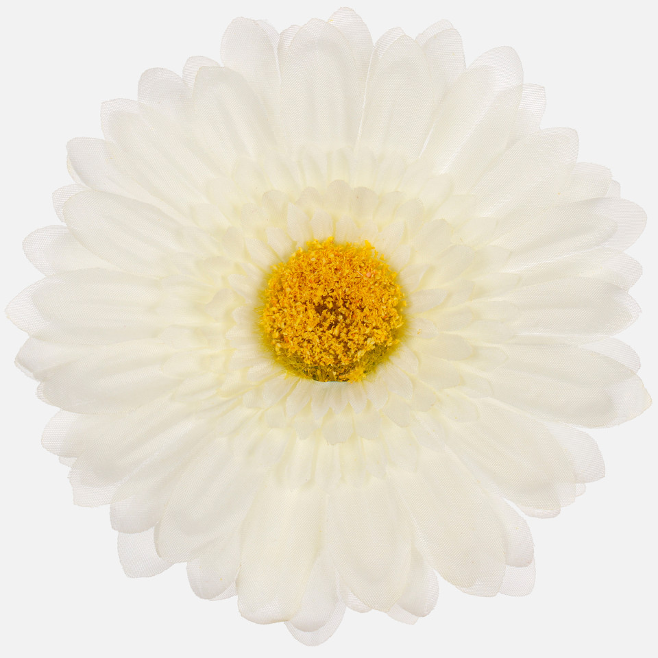 Gerbera XXL, Cream W298-06