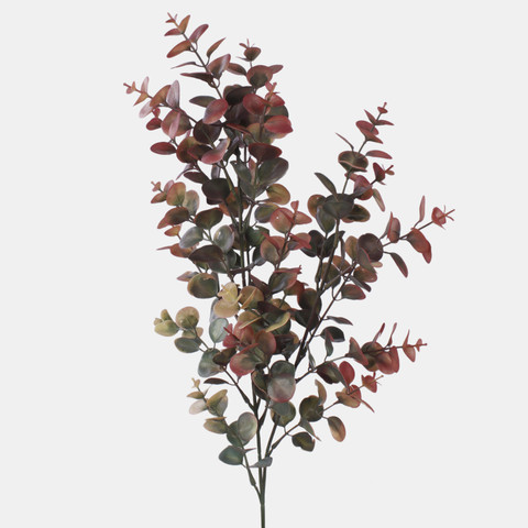 Eucalyptus F249