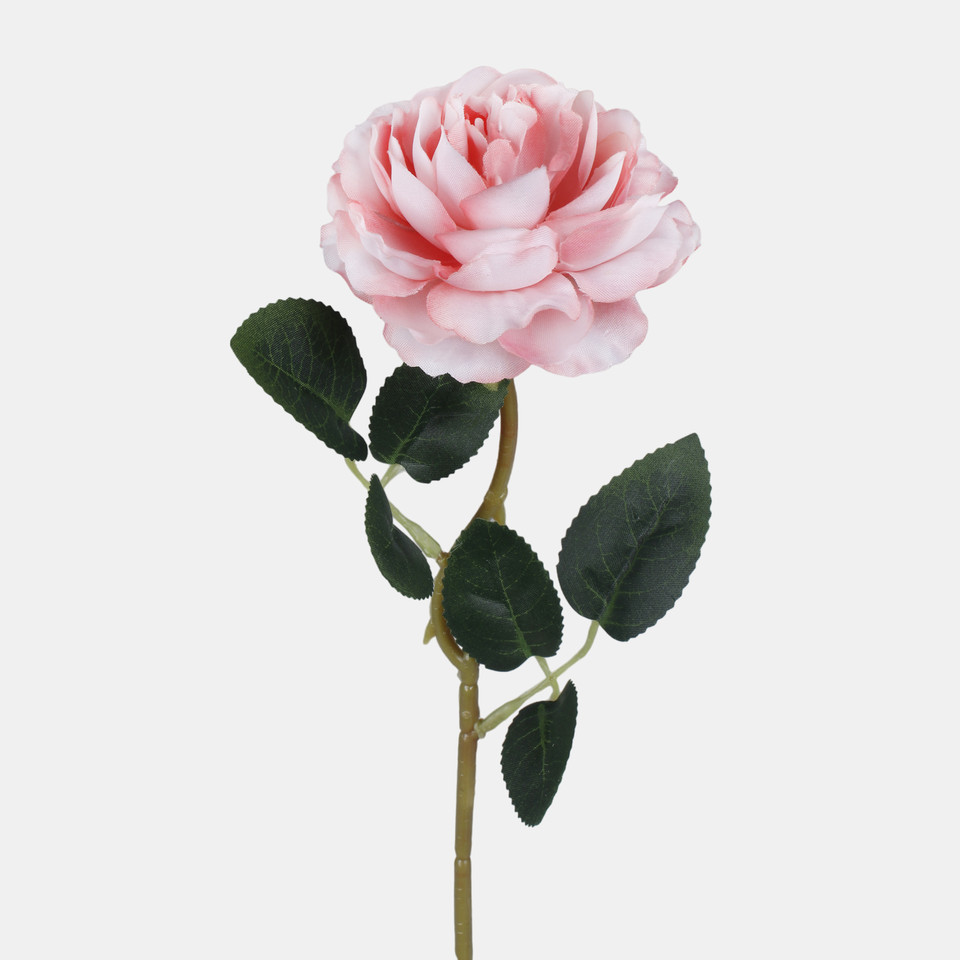 Róża peoniowa, Pink G494-03