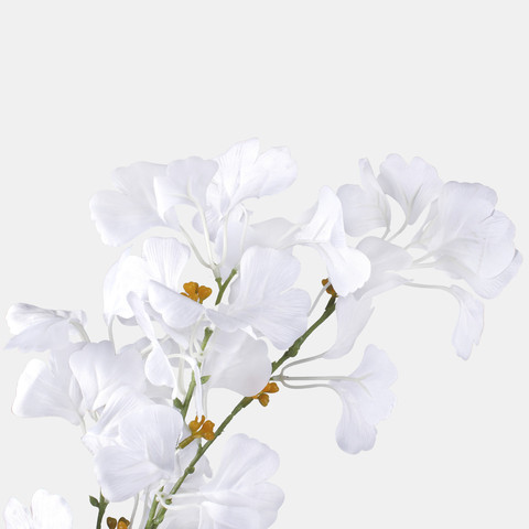 Ginkgo, White F115-01