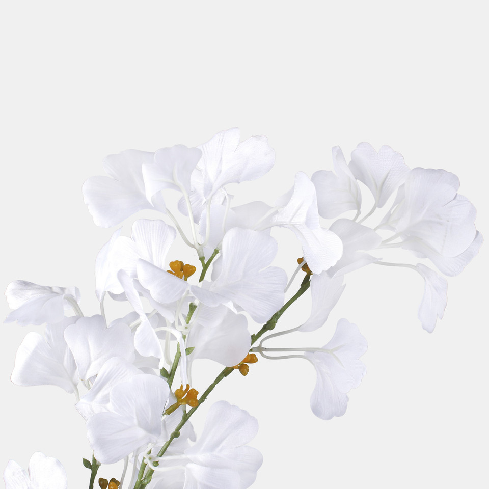 Ginkgo, White F115-01