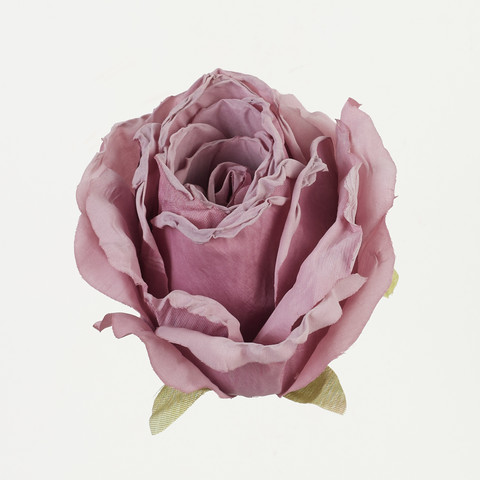 Rose, Autumn Purple B92-03