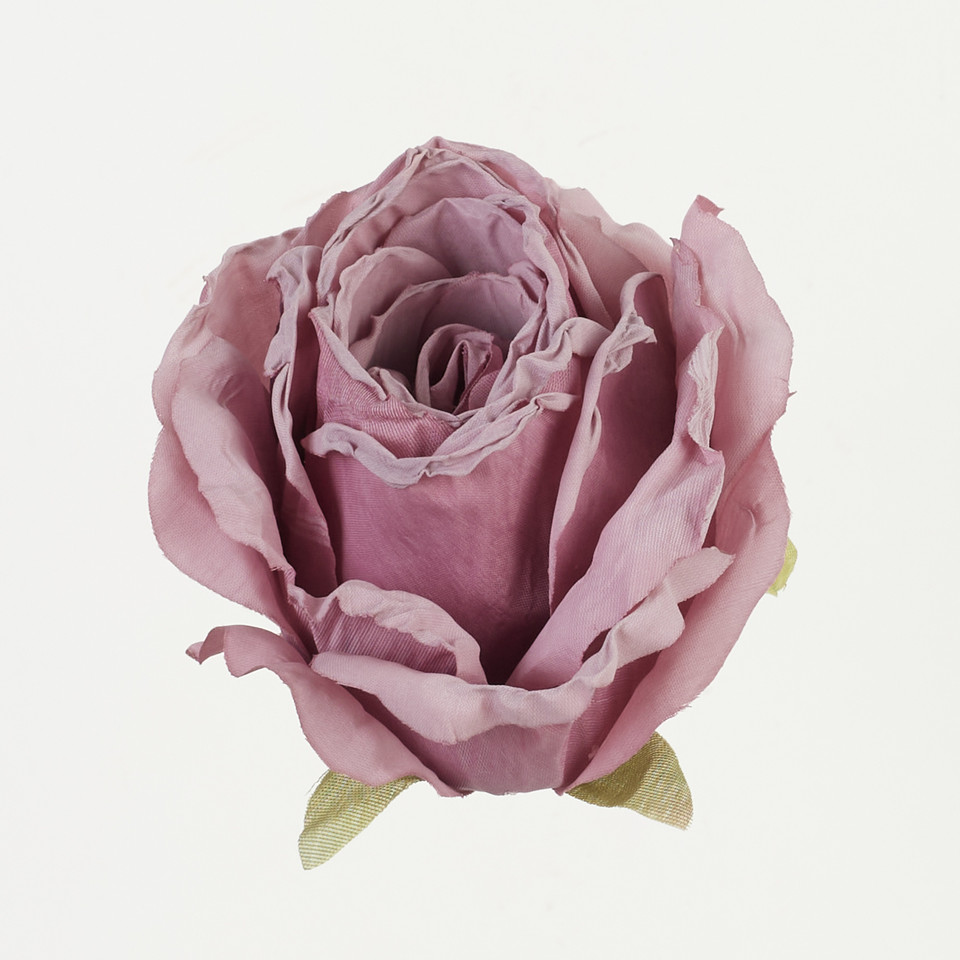 Róża, Autumn Purple B92-03