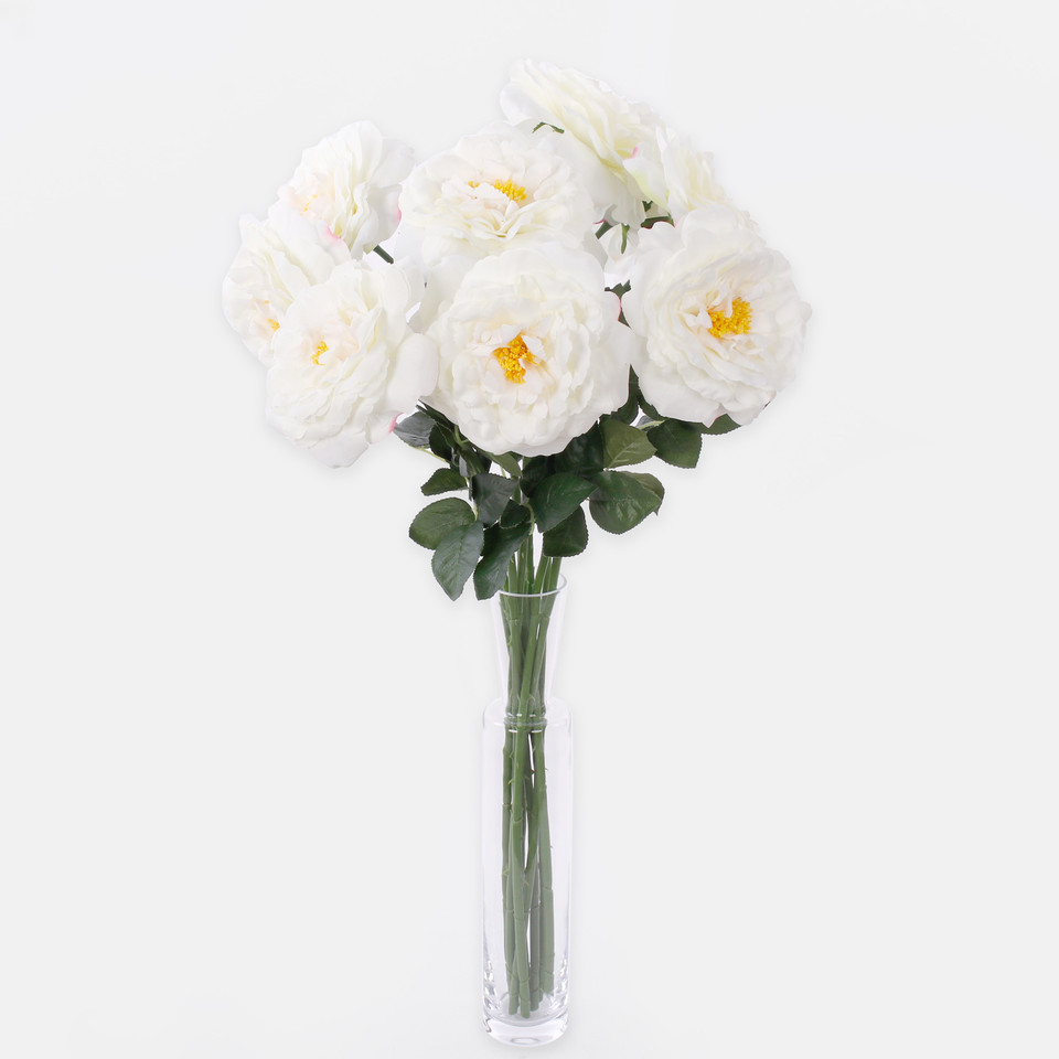 Rose, Cream L691-01