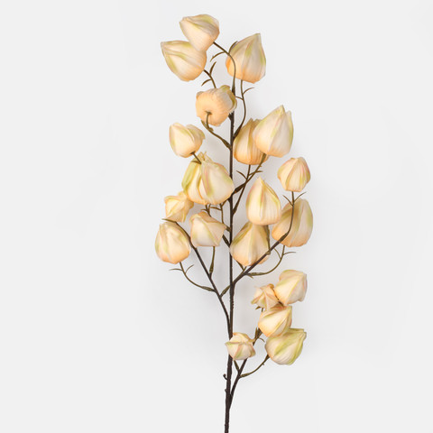 Chinese Lantern, Peach L876-01