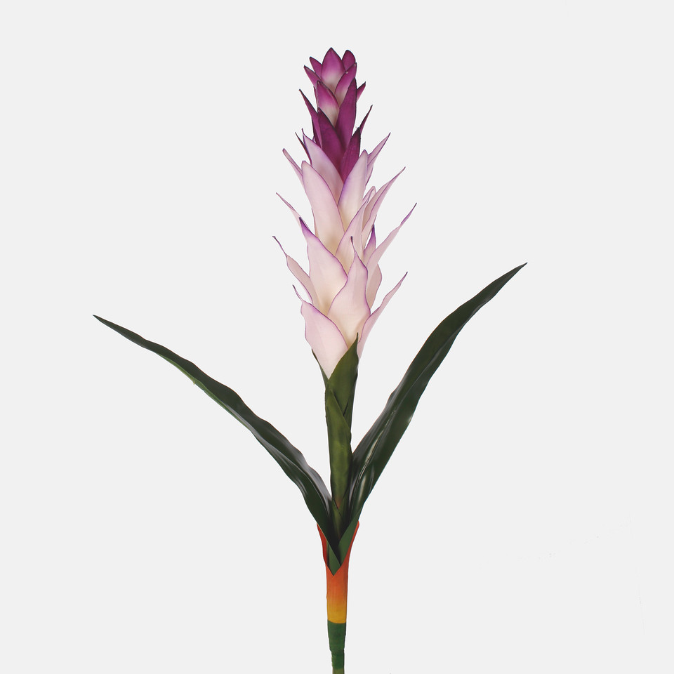 Pineapple, Mix 1 L815-01