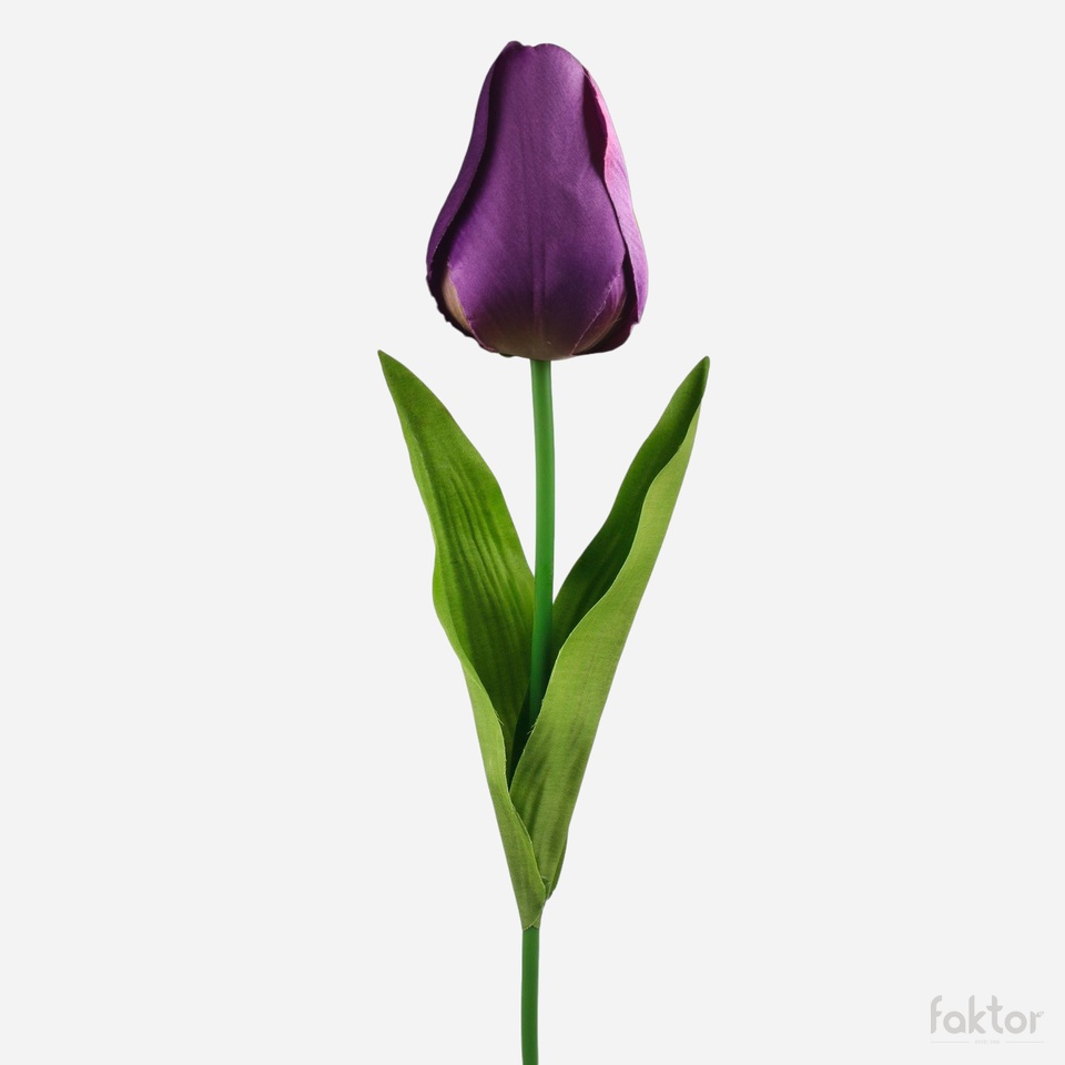 Tulip, Violet L777-08