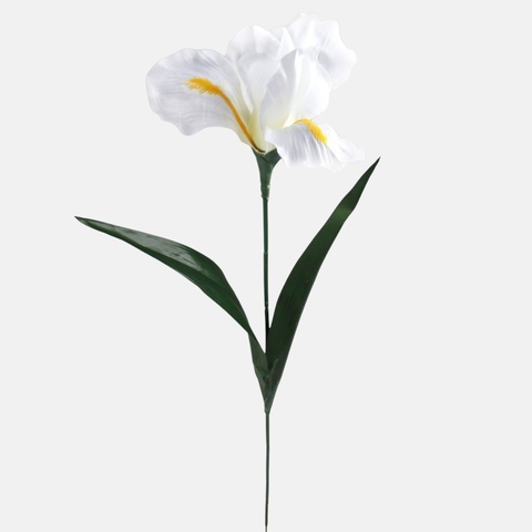 Iris, White G142-03