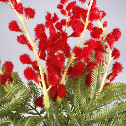 Mimoza bukiet x 5, Red A723-03